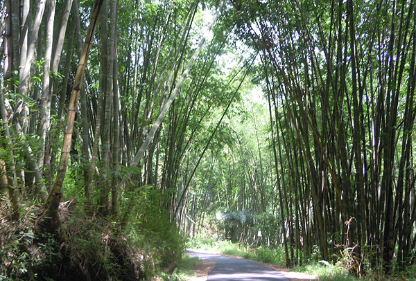 Bambus Florest on the way to Bena