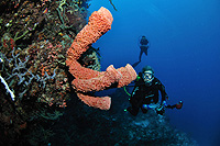 Tauchen in Maumere Tauchen in Maumere - Flores Island - Indonesia