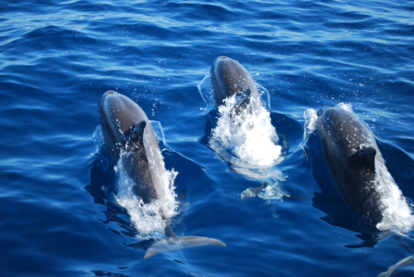 Indonesien - Insel Flores - Dolphins in Maumere Bay