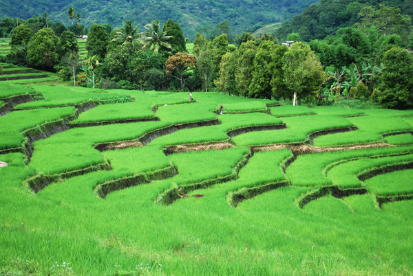 Fotogene Reisfelder auf der Insel Flores in Indonesien