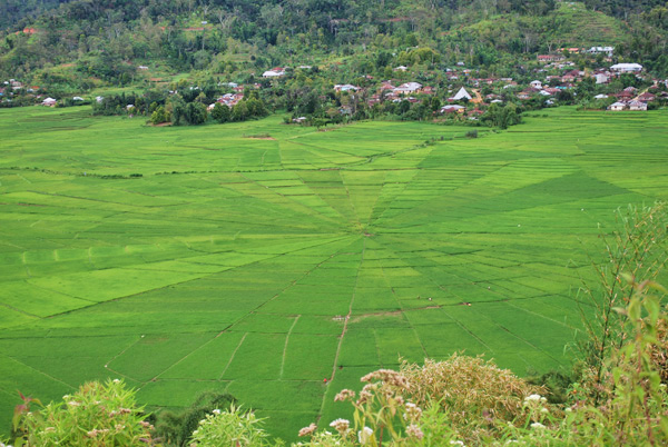 Spider rice fields on Flores