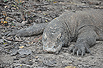 Komodo Dragon on  Rinca Island