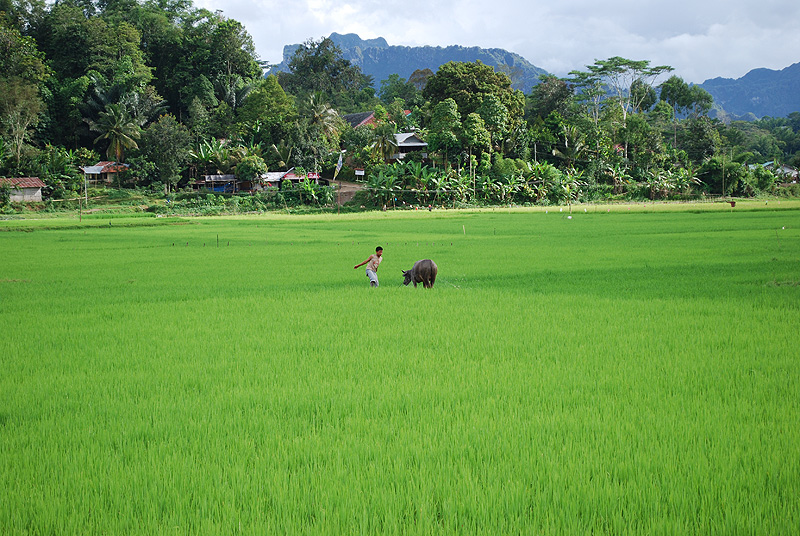 Sulawesi - Tanah Toraja Rundreise - Indonesien