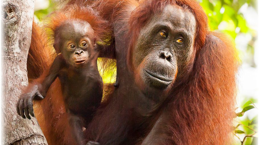 Orangutans in Indonesien - Safari  in Indonesien - Private Touren