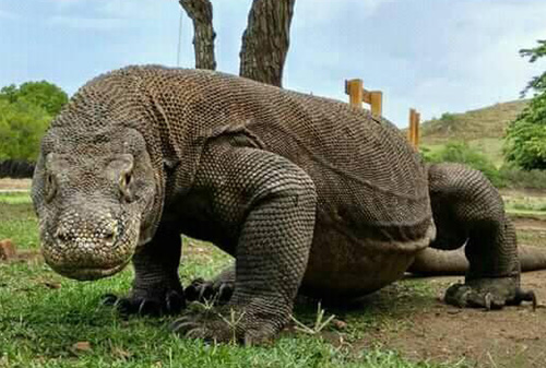 Komodo National Park - Komodo Dragon - Komodo Tour Package - Indonesia