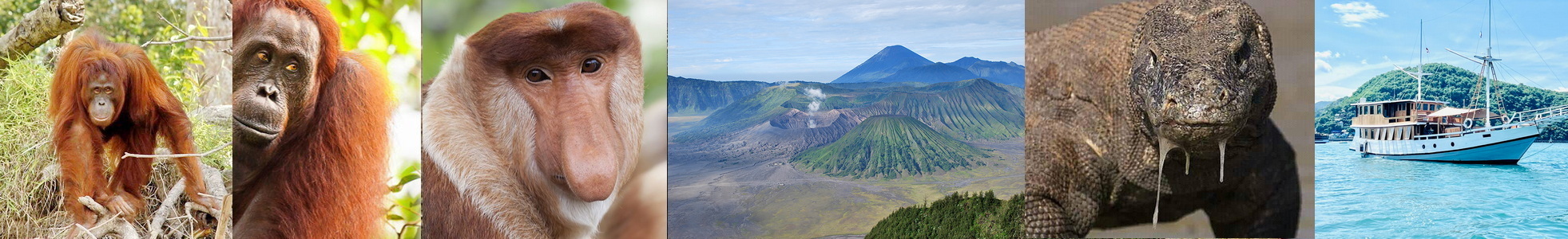 Orangutans, Komodo und Bromo Vulkan - Natur und Abenteuer in Indonesien